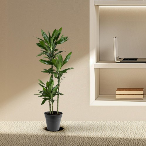 Moderne pflanze dracaena - pflanze,