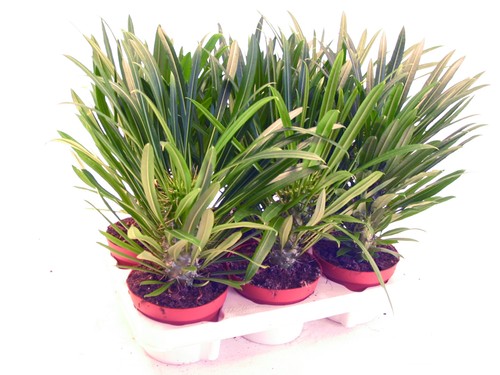 Exotenherz pachypodium - exotenherz,