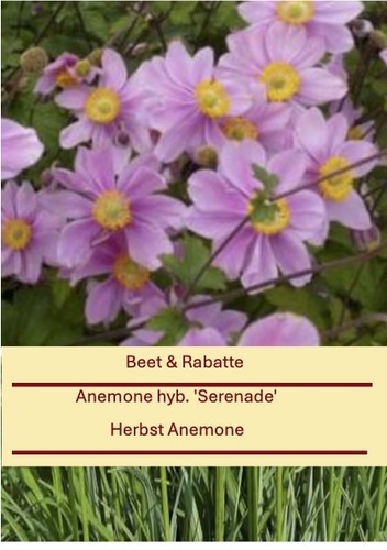 Anemone hyb serenade - hyb., 'serenade'
