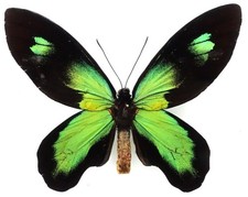 ORNITHOPTERA VICTORIAE RUBIANUS MALE FORM FROM RANONGGA ISL., SOLOMON ISLANDS