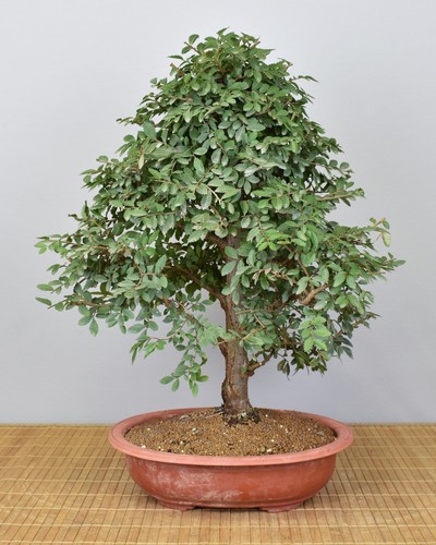 Bonsai indoor chinesische - bonsai,