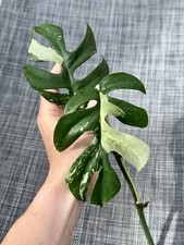 Rhaphidophora Tetrasperma Monstera Minima Variegata/ Albo