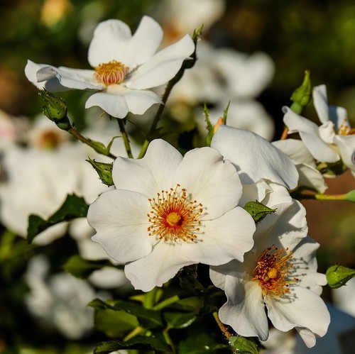 Rispenrose rosa multiflora - rosa,