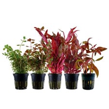 'Buntes' Set mit 5 Topf Pflanzen Aquariumpflanzen Set 224 Wasserpflanzen AquaOne
