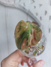 Philodendron Scandens Micans Pink Variegata Ableger Steckling