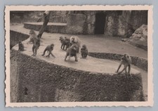 Munich 1940 - Zoo Monkey