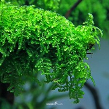 Aquarium Dennerle In-Vitro