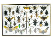 Einzelstück - echte