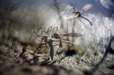 D.R.P. Dr. Rudolph Hugo Meyer & Co Görlitz, Kino Plasmat f:1.5 = 2,5 cm, c-mount