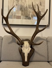 Jagdtrophäe Hirschgeweih, 10-Ender aus der Eifel