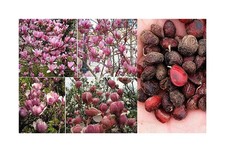 4x Magnolia Baum Magnolie