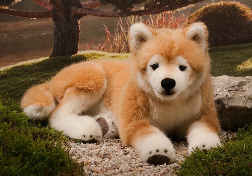 Shiba inu hund von - inu, kosen