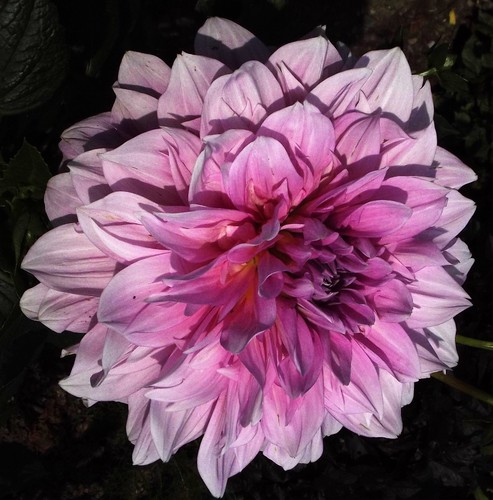 Dahlien - @, (◕‿◕)\@