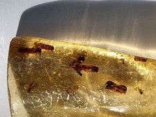 Großer Kopal mit Borkenkäfern