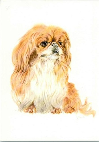 10143042 pekinese - 10143042,