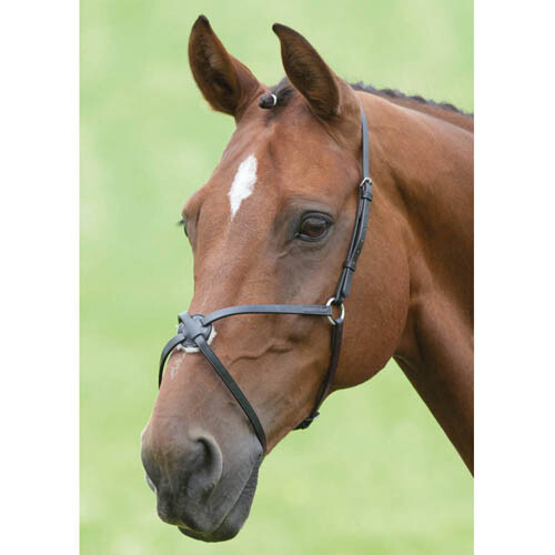 Shires blenheim mexikanischer - shires,