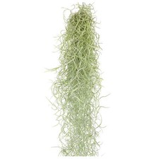 Tillandsien hängend 50cm - ,