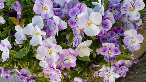 Hornveilchen viola cornuta - hornveilchen, *