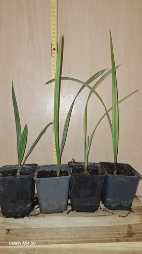 Echte dattel palme essbare - dattel,