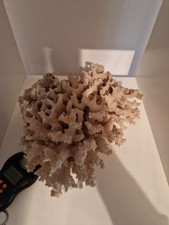 natur stein  meer Koralle  2,5 KG vintage Herbstück Herkunft unbekannt