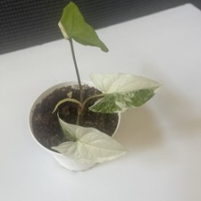 Syngonium Albo Highly
