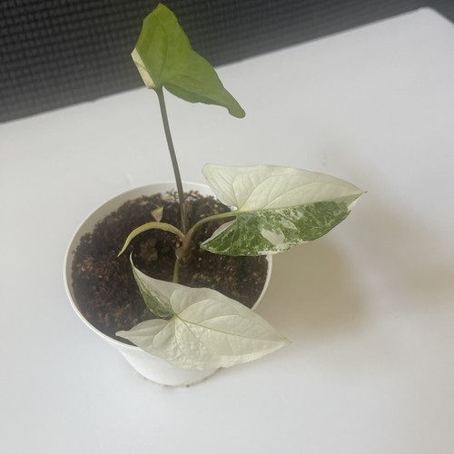 Syngonium albo highly - syngonium,