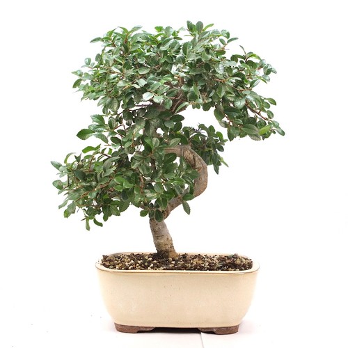 Bonsai chinesische ulme - bonsai,
