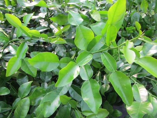 Citrus hystrix