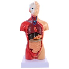  Menschlicher Torso-Körpermodell, Anatomie, anatomische innere Organe für den