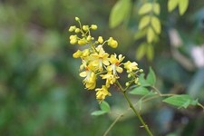 Caesalpinia crista | Gray