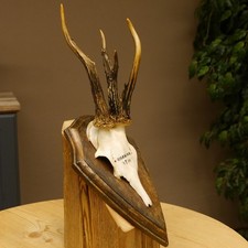 Rehbock abnormes Reh Bock