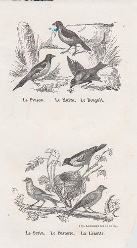 Orig holzstich le pinson - le,