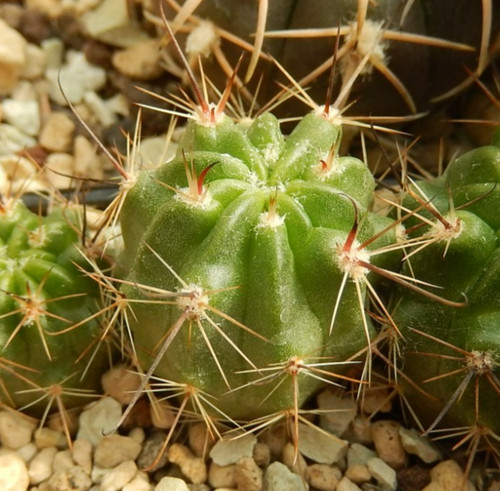 Lobivia jajojana anemone - cv.,