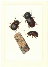 Borkenkäfer  Kleine Holzbohrer Xyleborus saxeseni Käfer  Insekten Farbdruck 1956