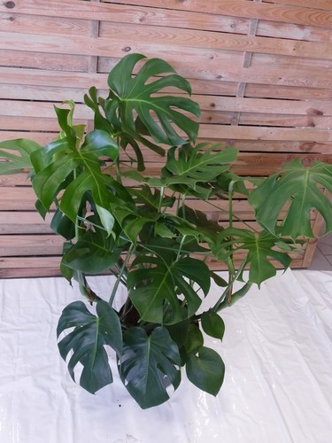 Palmenlager xxl monstera - [palmenlager],