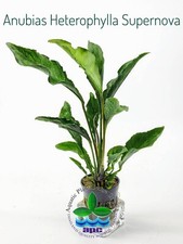 Anubia  Heterophylla Supernova
