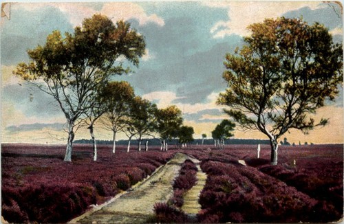 Lüneberger heide birkenweg - lüneberger,