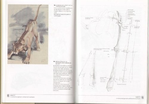 The artist guide - the, animal