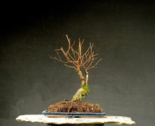 Bonsai outdoor winterhart