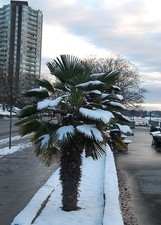 Winterharte Washingtonia