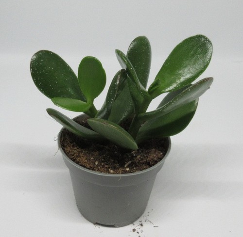 Crassula ovata hottentot - , hottentot-