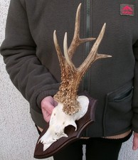 kapitales Rehbockgeweih Geweih