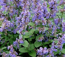 echte Katzenminze Samen