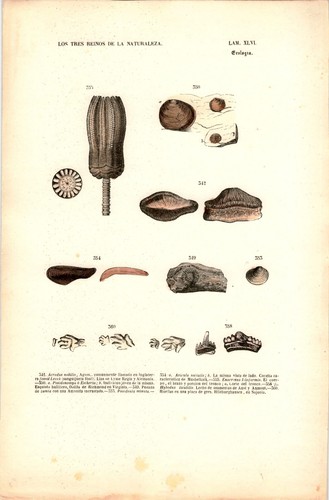 Antike handkolorierte - antike,