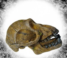 Aquarium Deko 🐟 SCHIMPANSEN TOTENKOPF HÖHLE 🐟 Skull Dekoration Zubehör Schädel