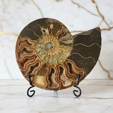 Ammonit Fossil 12x15 cm –