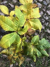 Bonsai Rohlinge rotblühende Kastanie 