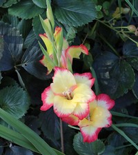 Zwerg Gladiolen Las Vegas  "