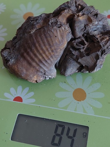 Pygidium eines trilobiten - pygidium,