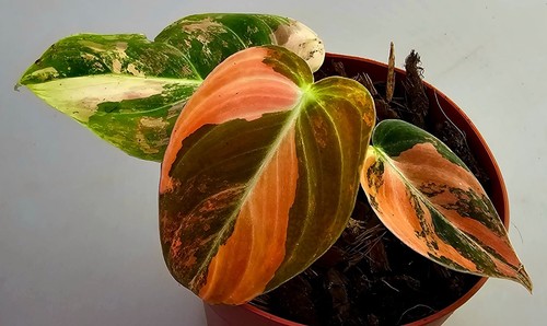 Sehr schöner philodendron - sehr,